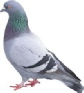 Pigeons