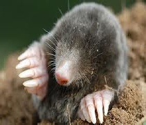  Moles